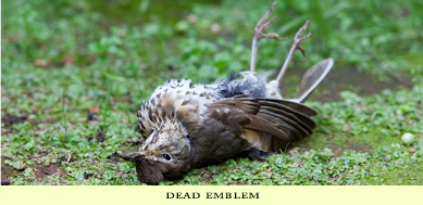 dead thrush